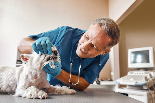 Best Emergency Dental Care for Abscessed Tooth in Temple, TX